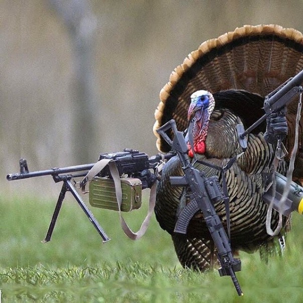 armed-turkey.jpg